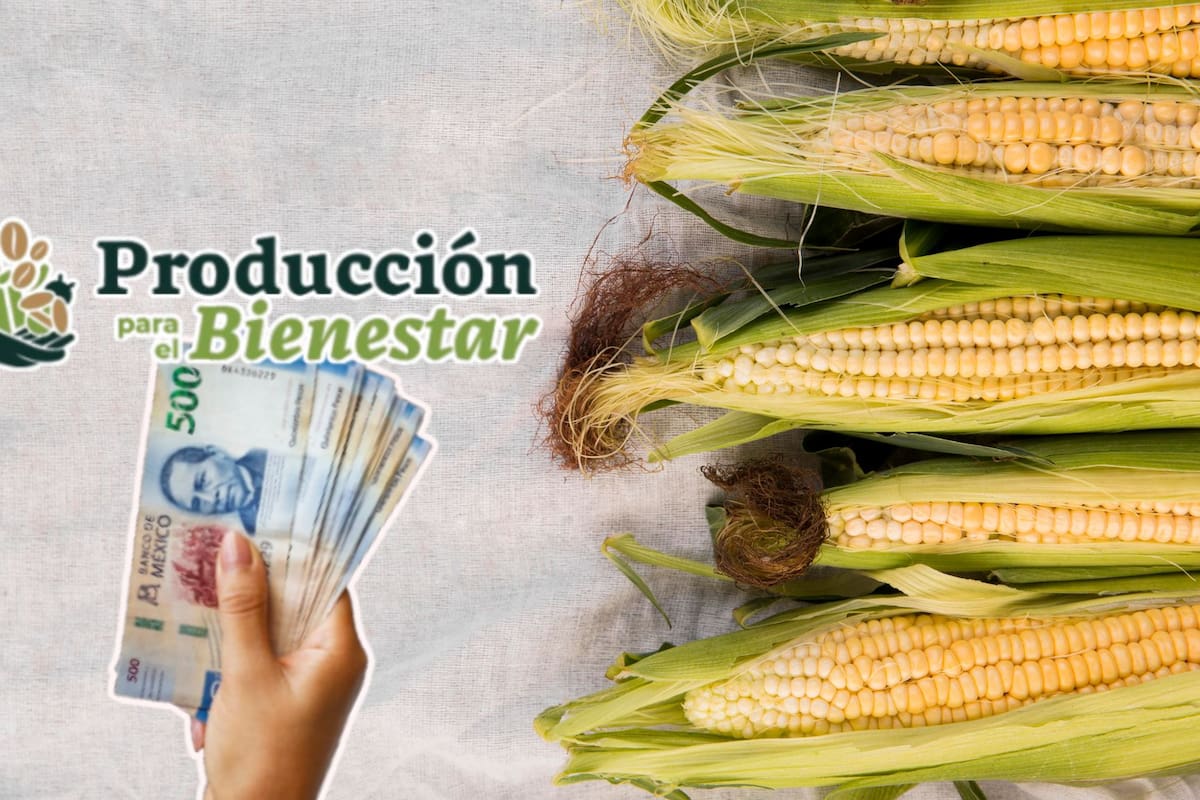 La Secretaría de Agricultura entregará hasta 24,000 pesos a productores agrícolas y apicultores mediante el programa Producción para el Bienestar, priorizando tierras de pequeña escala en el sur de México