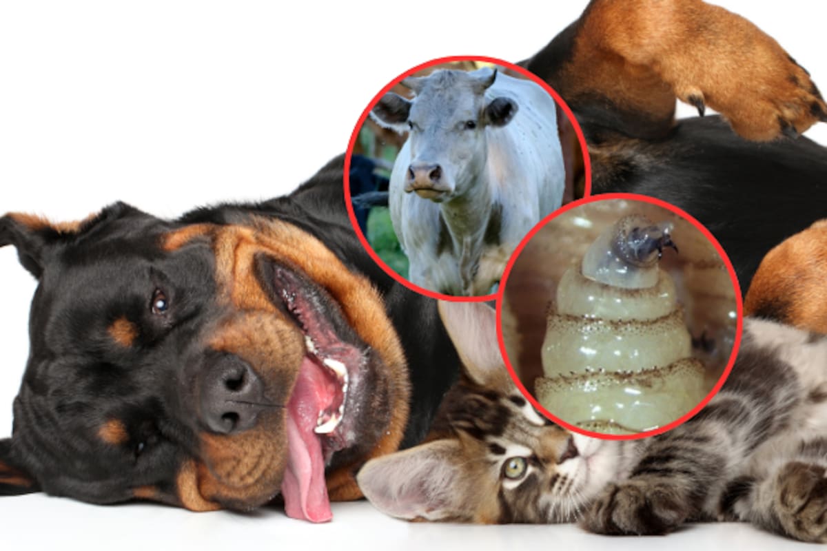 Gobierno federal blindará todo el territorio mexicano contra el gusano barrenador; perros, gatos y aves incluídos en las nuevas restricciones sanitarias