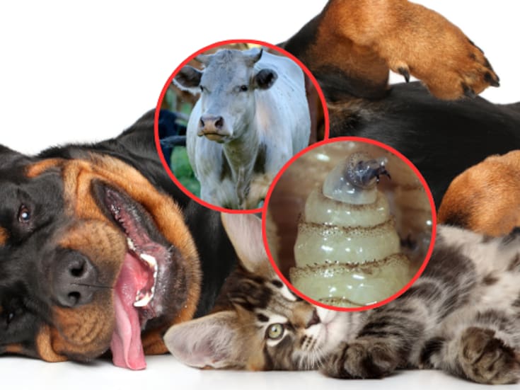 Gobierno de México armó varios equipos de perritos para combatir el gusano barrenador en cargamentos que lleguen desde la frontera Sur