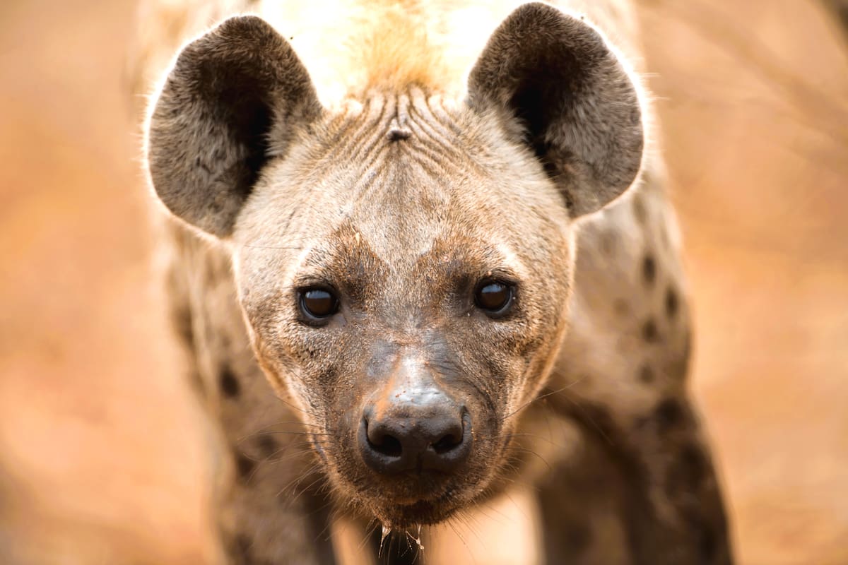 4 datos de las hienas, según National Geographic