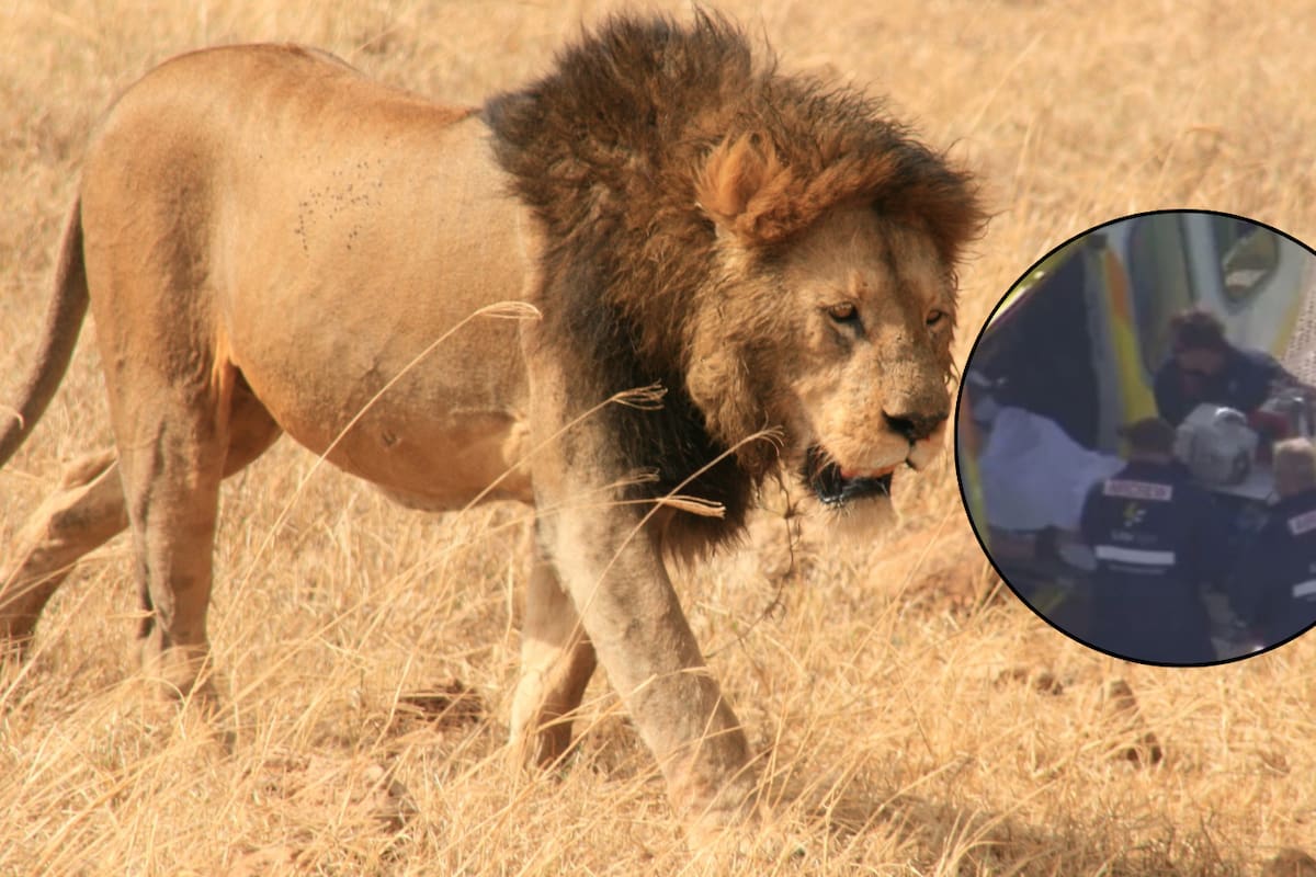 Mujer pierde el brazo tras ataque de león en zoológico de Australia