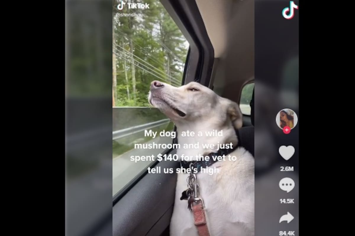 Perrita termina drogada al comer hongo alucinógeno por error