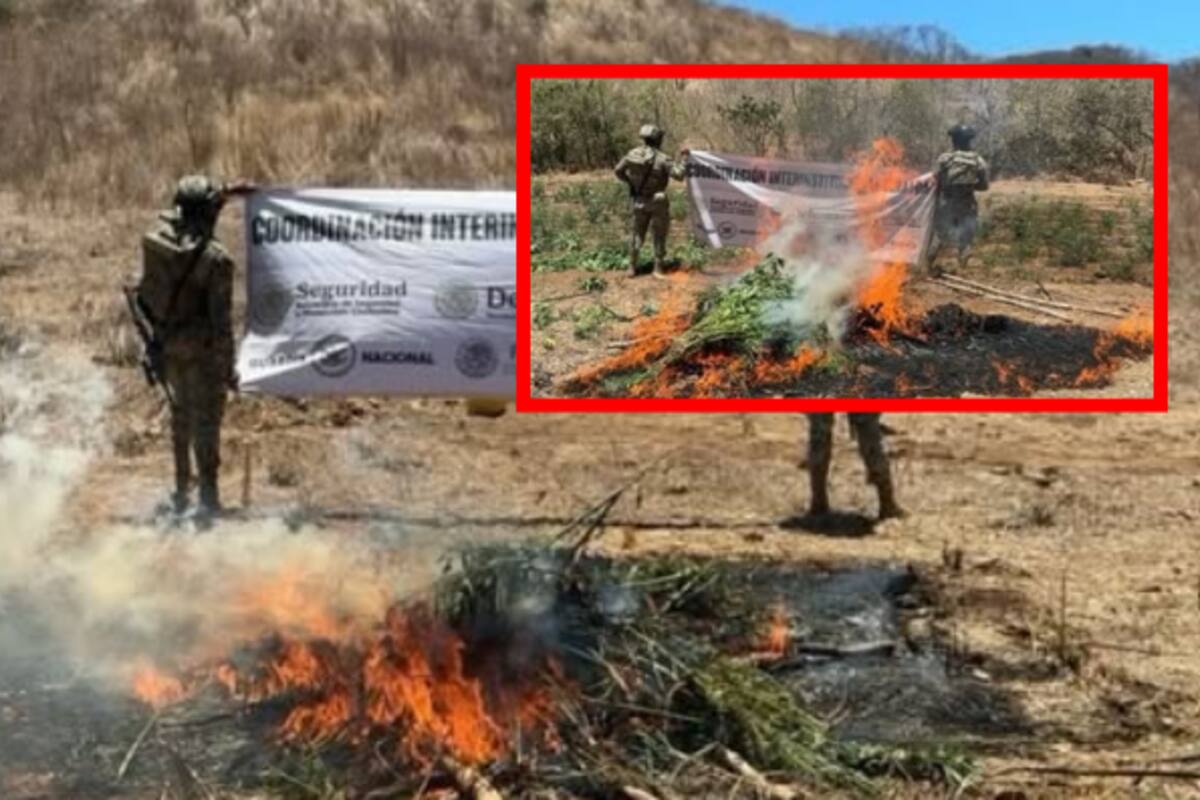 Marina, Ejército y Guardia Nacional destruyen plantío con 22 mil plantas de marihuana en Choix, Sinaloa