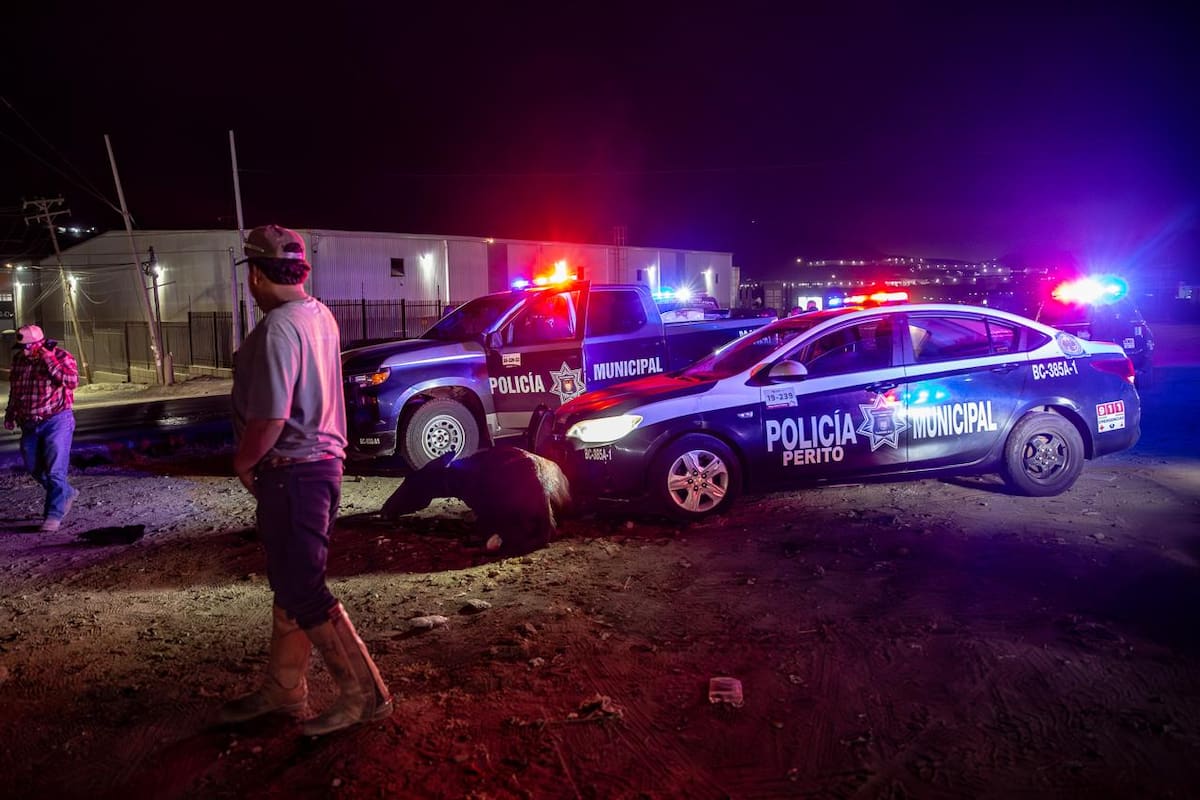 Burro sufre fracturas tras ser impactado por patrulla en Bulevar 2000. Foto: Border Zoom