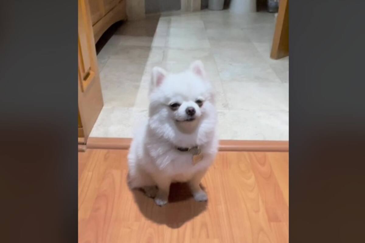 Perrito llora porque su dueña le dice que lo va a dejar