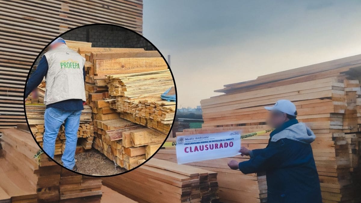 Profepa aseguró más de 446 mil metros cúbicos de madera en Chapa de Mota, Estado de México, tras una denuncia ciudadana y clausuró un aserradero que operaba sin permiso