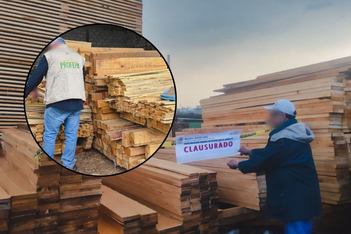 Profepa aseguró más de 446 mil metros cúbicos de madera en Chapa de Mota, Estado de México, tras una denuncia ciudadana y clausuró un aserradero que operaba sin permiso