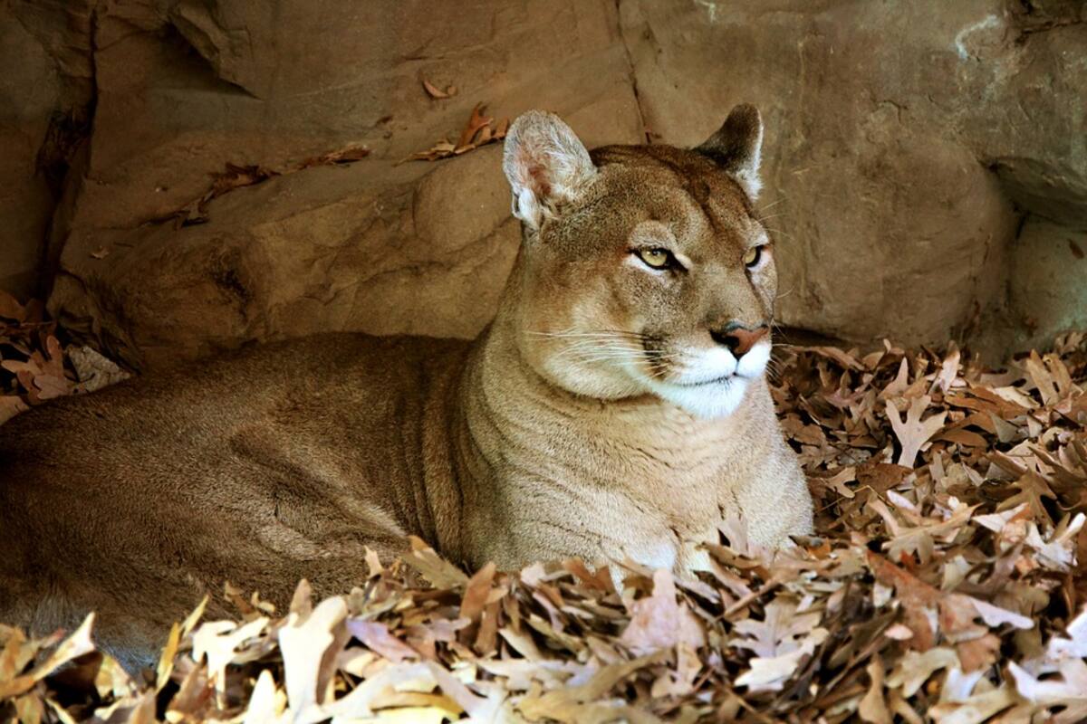 Sorprenden a un puma que se coló en una casa y se escapa por la ventana