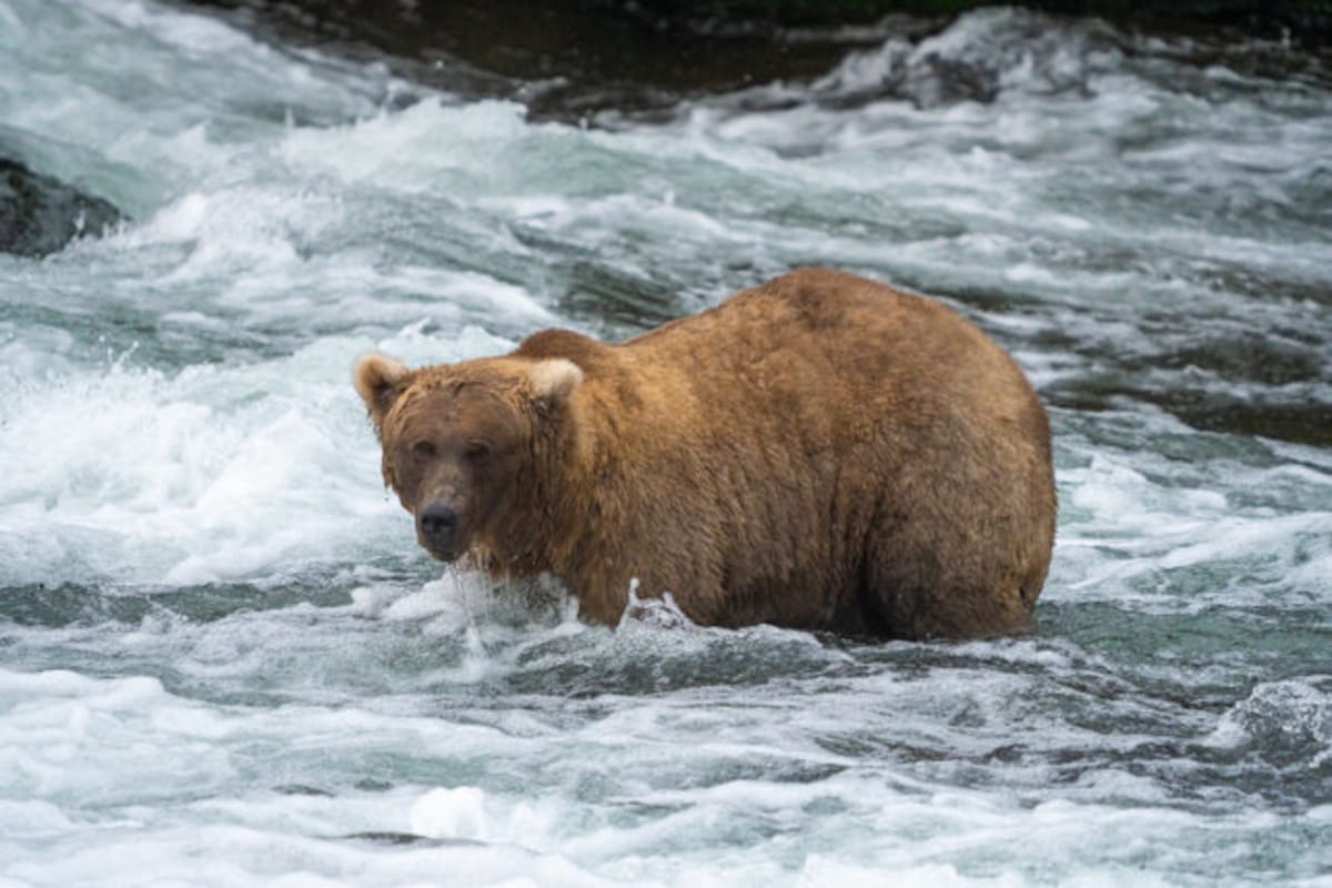 Foto: Cortesía, Fat Bear Week.