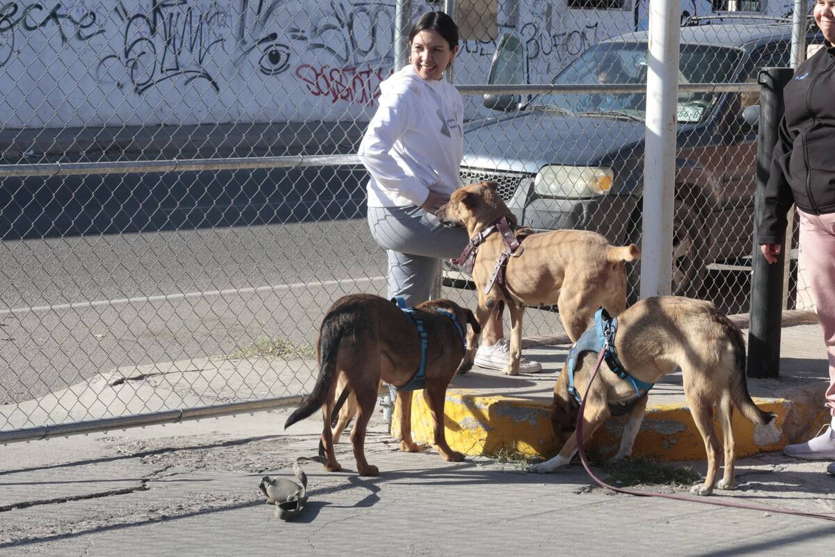 Realizan rescatistas feria de adopción
