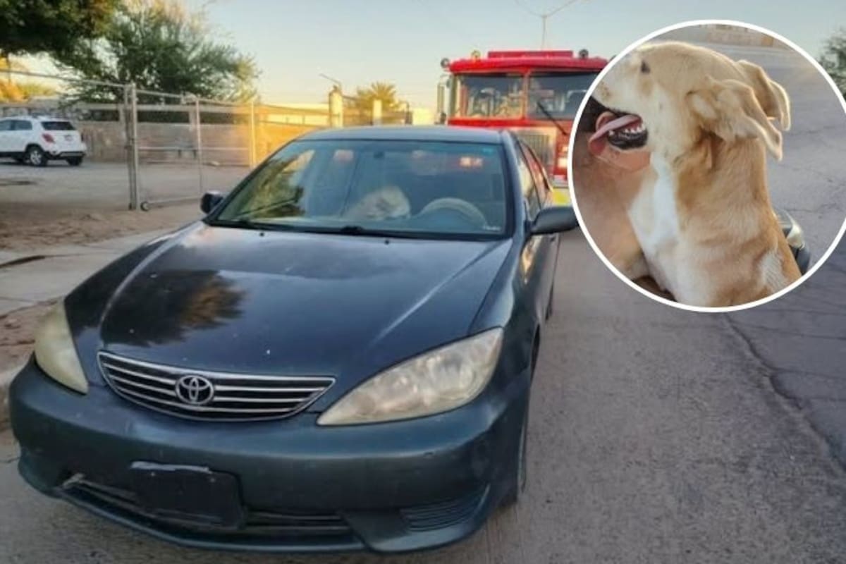 Dejan a un perro dentro de un vehículo en San Luis Río Colorado; bomberos acuden a revisarlo