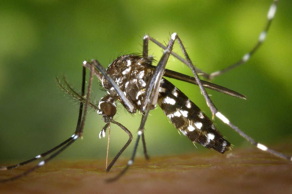 Cómo aliviar las picaduras de mosquitos con remedios 100% naturales