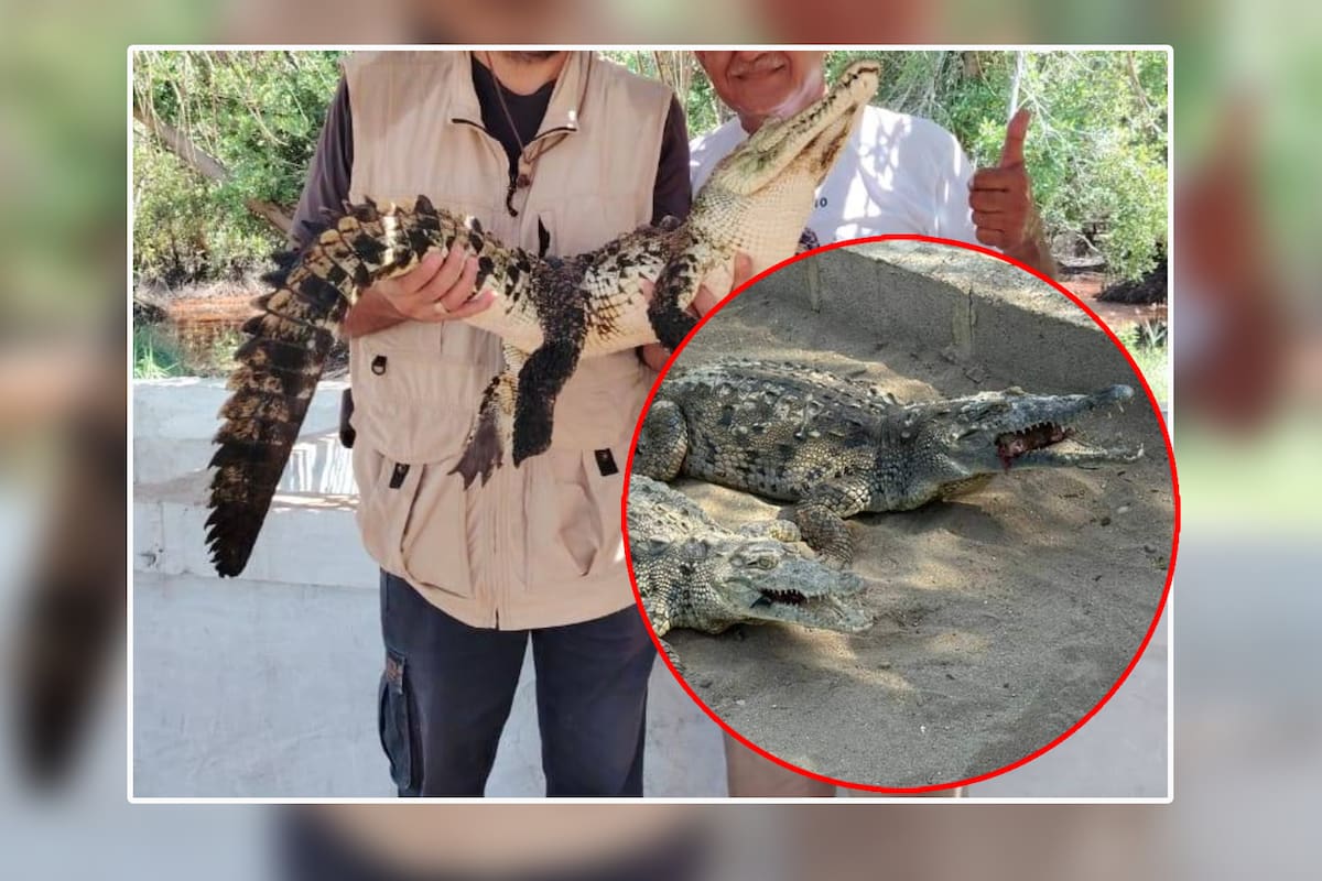 Alertan por cocodrilos “sueltos” al Norte de México, ¿Dónde y qué se sabe?