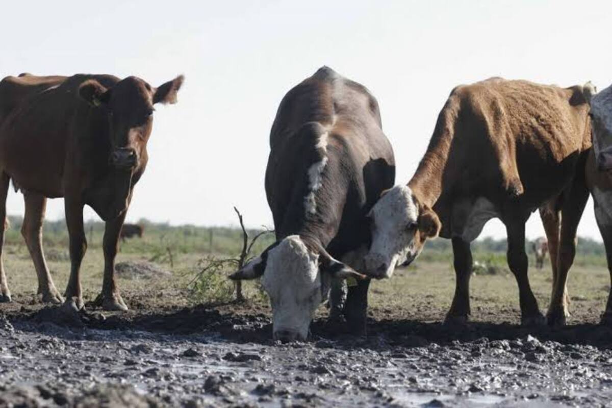 Bajo nivel de la presa “El Oviáchic” causa mortandad de ganado