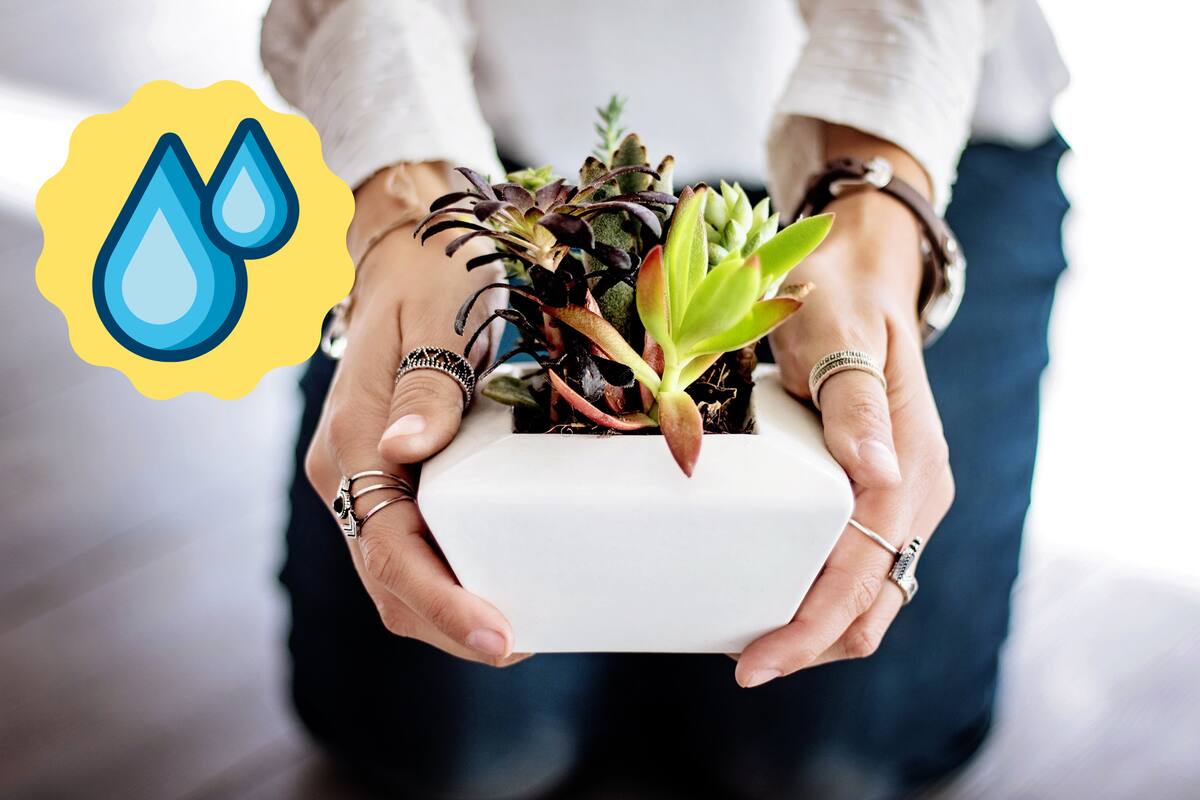 Jardineros revelan cuál es la mejor hora para regar las plantas