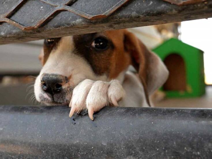 Vinculan a proceso a maltratador de perros de la colonia Obrera