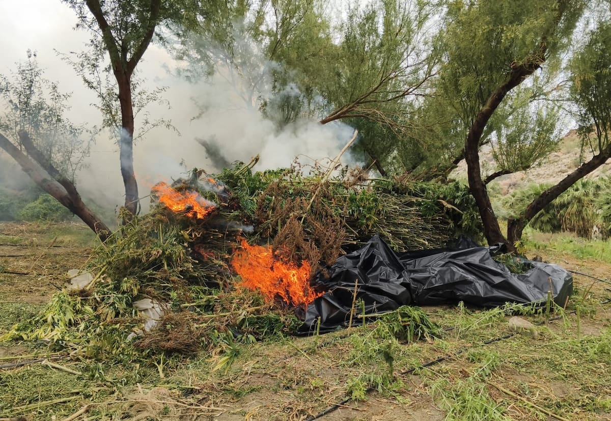 La Secretaría de Marina localizó y destruyó 15 plantíos y cuatro secaderos de presunta marihuana al sur de Tecate, donde fueron incineradas más de 1.4 millones de plantas. Foto: Cortesía