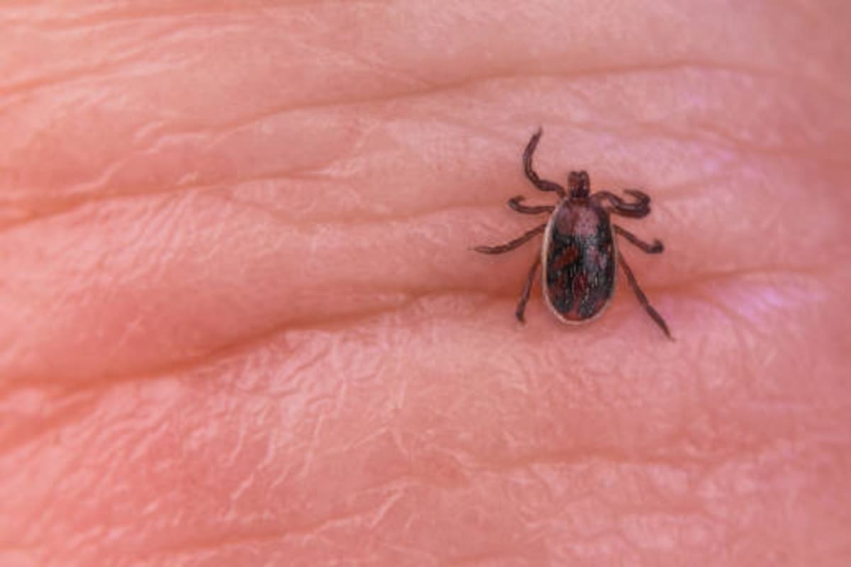 Reportan más casos de rickettsia