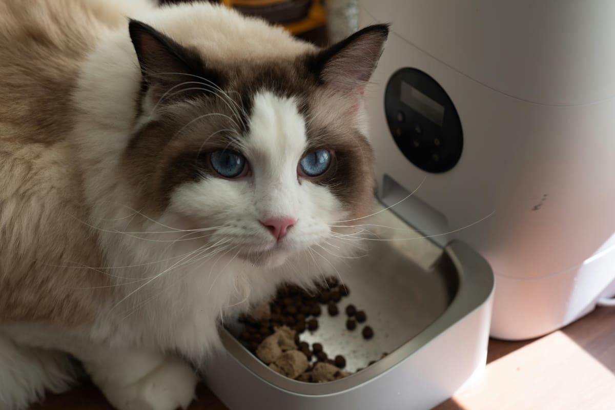 Alimentos que tu gato nunca debe comer: guía para proteger su salud