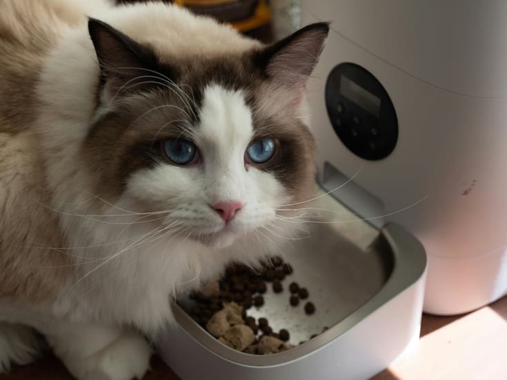 Alimentos que tu gato nunca debe comer: guía para proteger su salud