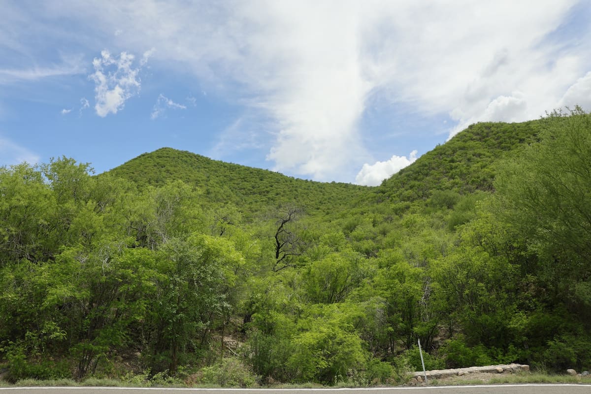 Reverdecen cerros de la Ruta del Río Sonora tras las recientes lluvias en la zona. | Julián Ortega