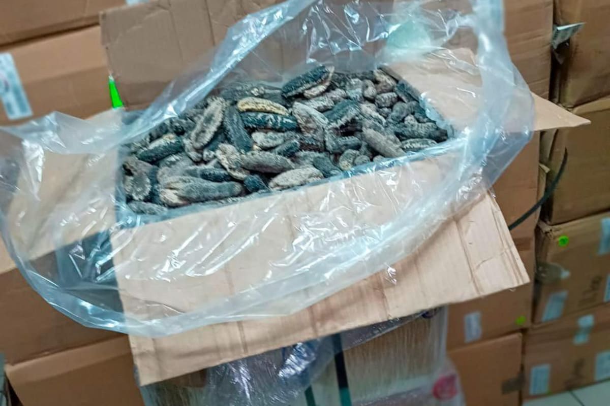 Desarticulan red dedicada al tráfico ilegal de totoaba y otras especies; operaba en Tijuana