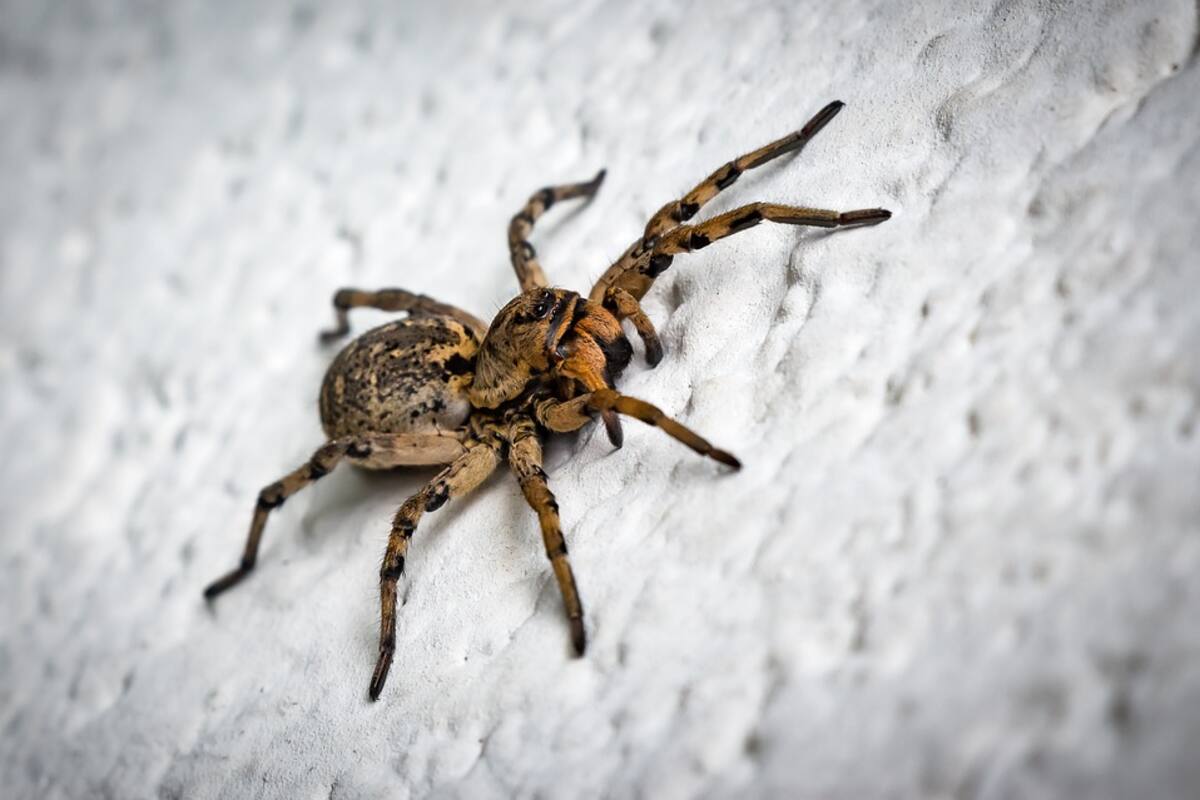 Ayuda a una enorme araña a dar a luz
