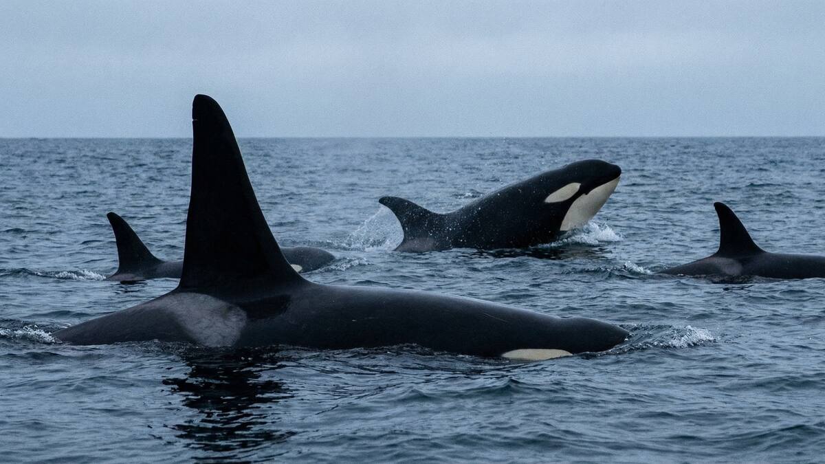 Las orcas comenzaron a cazarse entre sí en la isla de Bering y un estudio publicado en Marine Mammal Science advierte que la creciente separación entre residentes y transitorias podría estar marcando el inicio de un proceso evolutivo hacia nuevas especies