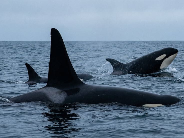Las orcas comenzaron a cazarse entre sí en la isla de Bering y un estudio publicado en Marine Mammal Science advierte que la creciente separación entre residentes y transitorias podría estar marcando el inicio de un proceso evolutivo hacia nuevas especies