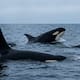Las orcas comenzaron a cazarse entre sí en la isla de Bering y un estudio publicado en Marine Mammal Science advierte que la creciente separación entre residentes y transitorias podría estar marcando el inicio de un proceso evolutivo hacia nuevas especies