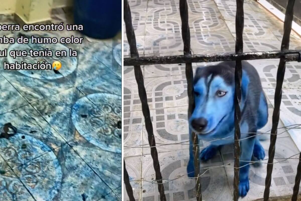 TIKTOK: Perrita traviesa muerde bomba de humo azul y termina como pitufo