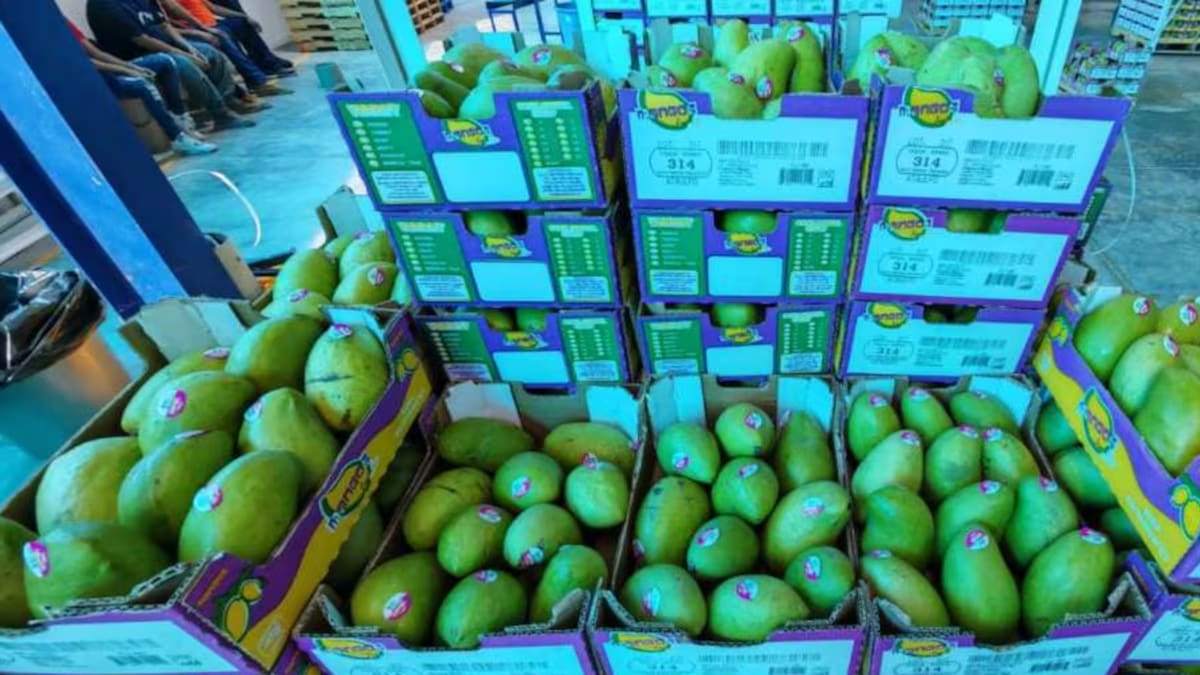 Los costos de producción por hectárea alcanzan cerca de 120 mil pesos por temporada. /El Universal