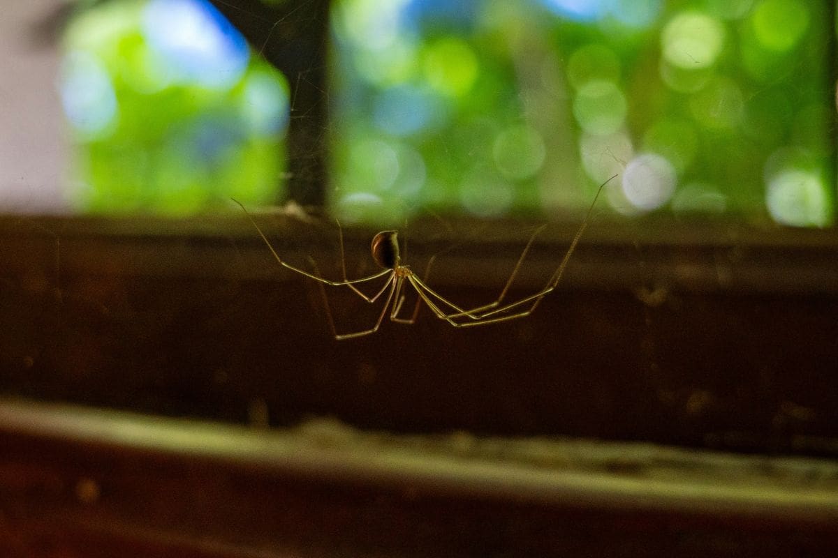 Ayudan a controlar insectos y plagas de manera natural, protegiendo tu hogar y manteniendo el equilibrio del ecosistema.