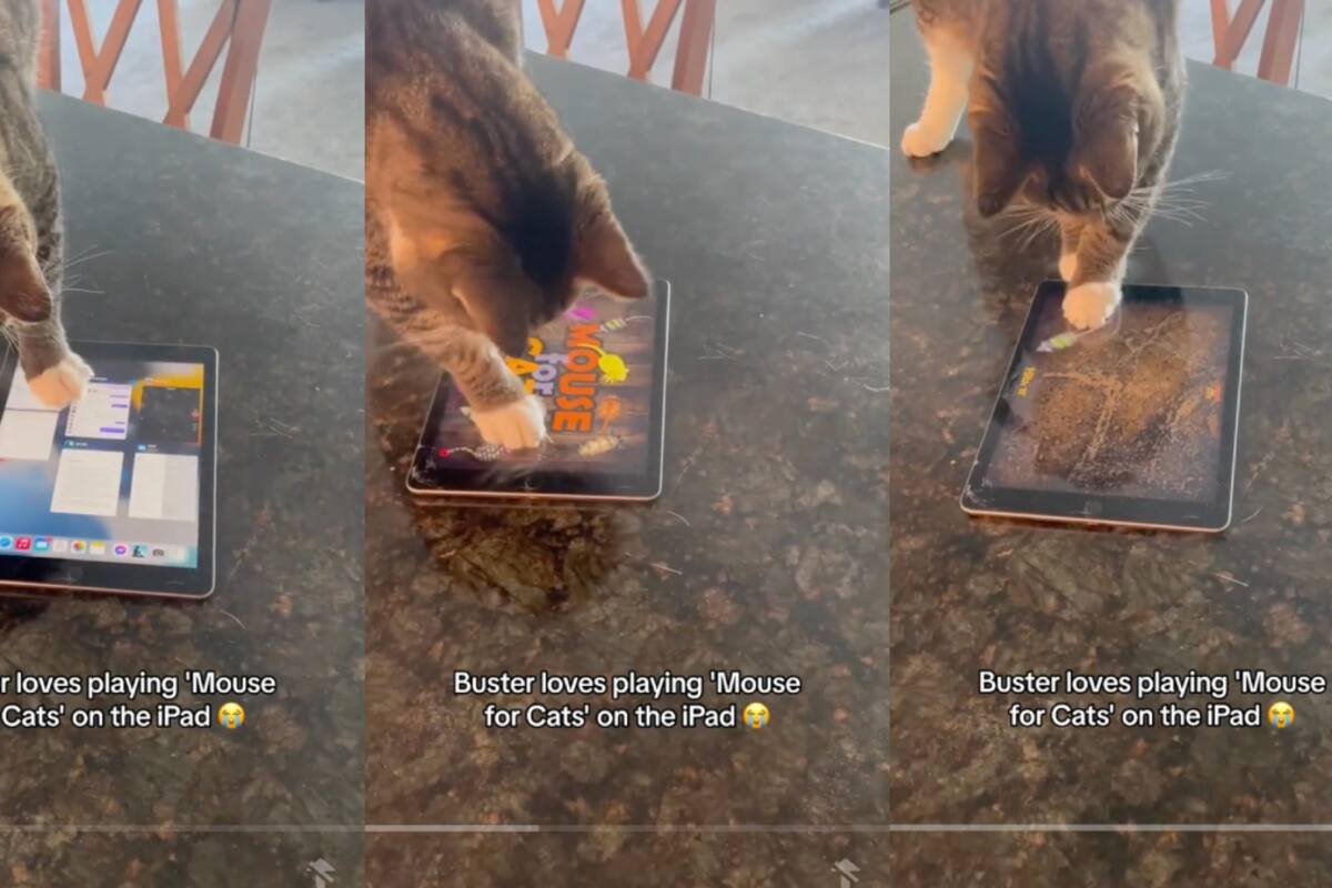 Gato impacta en las redes al saber usar un iPad: ¡él solo abre un juego para gatos!