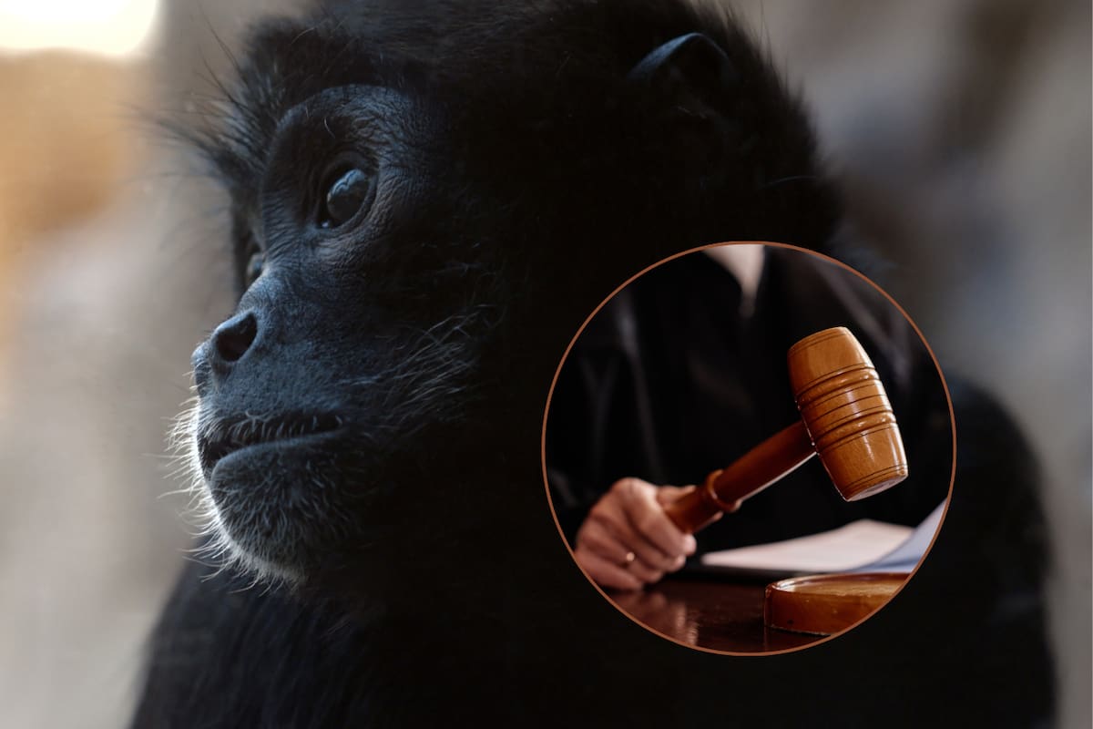 Mujer se declaró culpable ante un tribunal de EEUU por encargar y distribuir videos de extrema violencia contra monos para una red internacional