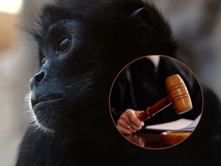 Mujer se declaró culpable ante un tribunal de EEUU por encargar y distribuir videos de extrema violencia contra monos para una red internacional