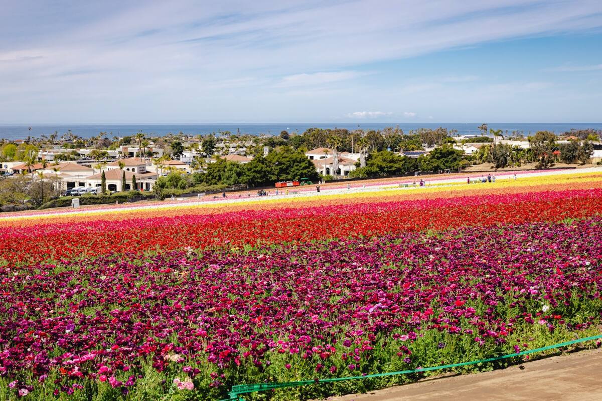 Lluvias ayudan a florecer campo de flores al norte de San Diego