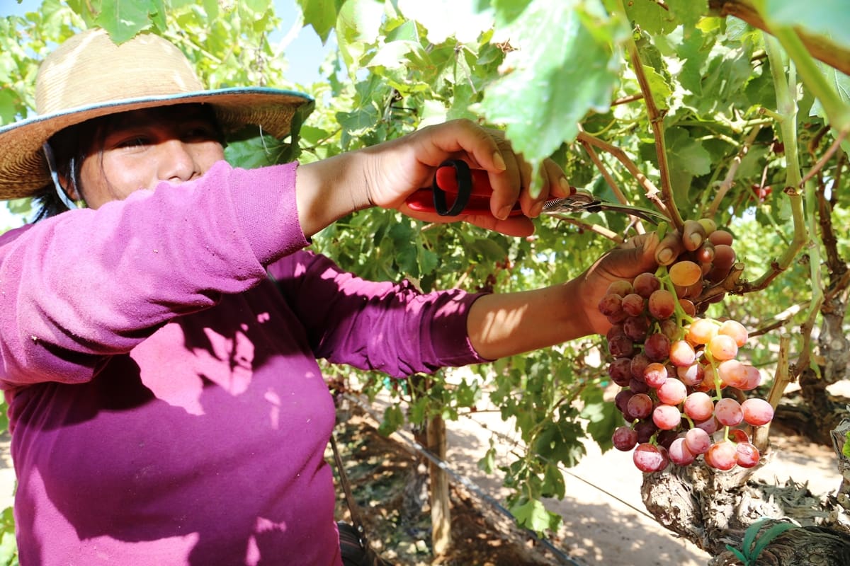 Realiza Gobierno del Estado programa para ofrecer bagazo a agricultores locales