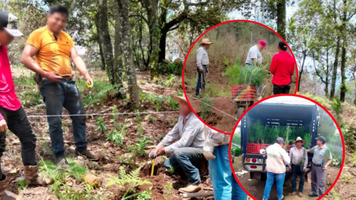 Detectan y corrigen daño ambiental en el Bosque de Agua: Profepa verifica reforestación en zona federal de Morelos