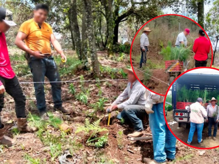 Detectan y corrigen daño ambiental en el Bosque de Agua: Profepa verifica reforestación en zona federal de Morelos