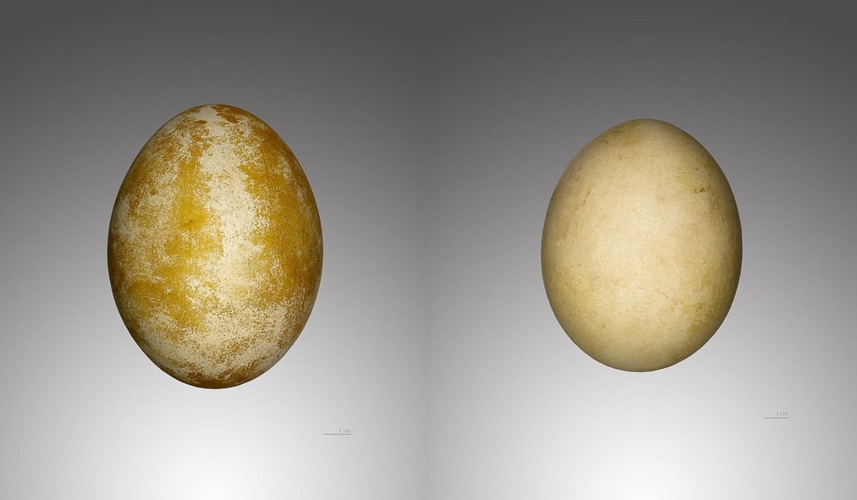 Huevo de Gypaetus y huevo de Gypaetus barbatus: imagen tomada de Wikipedia