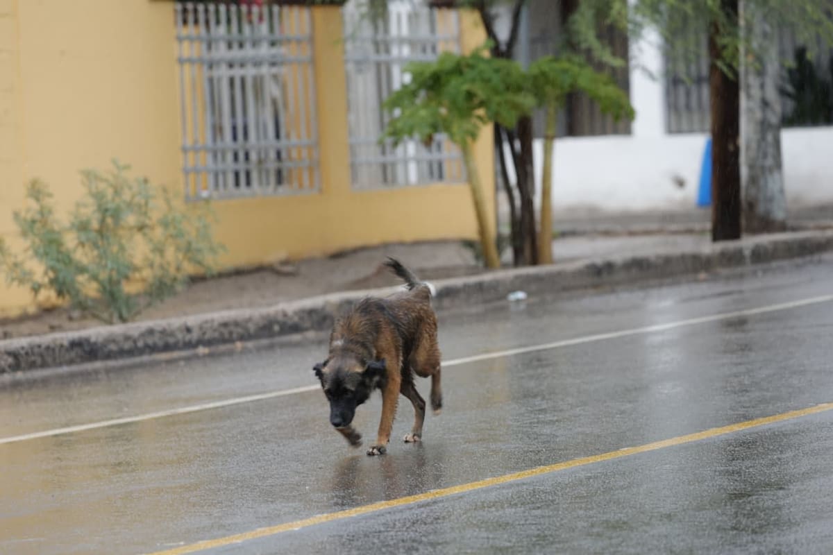 Lluvia en Hermosillo este 16 de septiembre de 2026. | Crédito: Julián Ortega