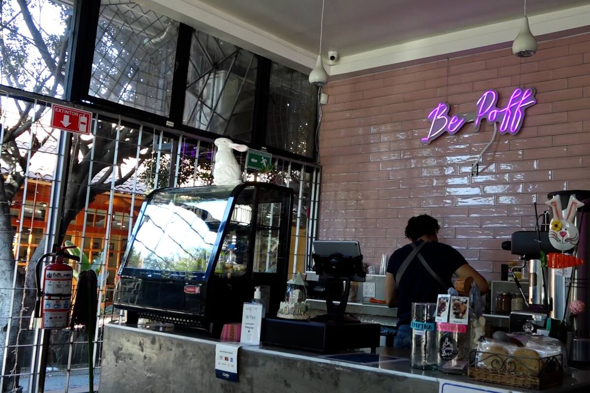 Conoce la primera cafetería dedicada al rescate de conejos en América Latina