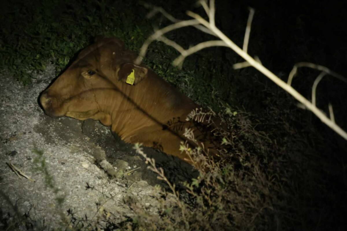 Vaca queda atrapada en lago del Parque Metropolitano de Hermosillo
