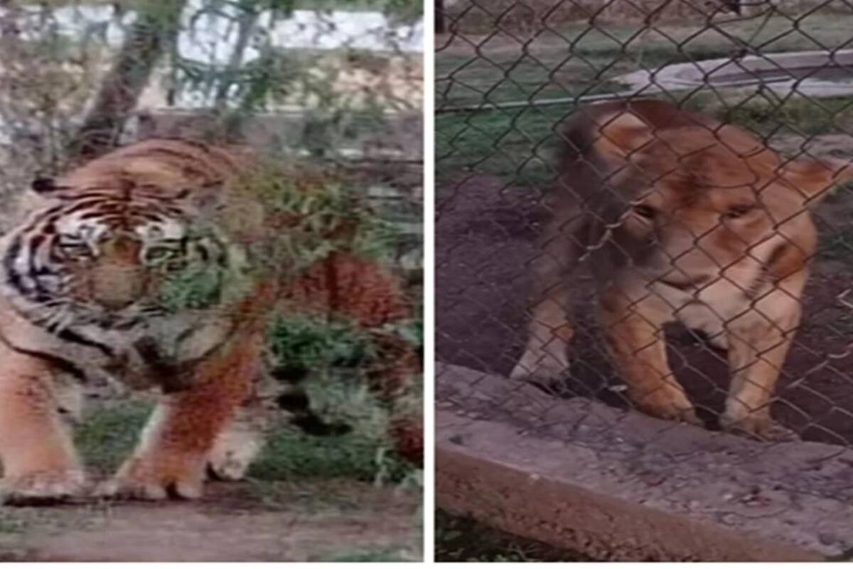 Aseguran leona, tigres de bengala, caballos y vacas de predio en Navojoa