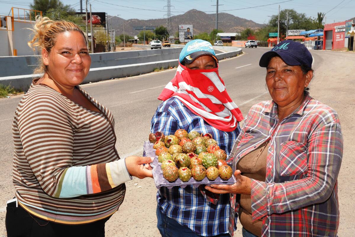 Tres décadas de ser "pitahayera"