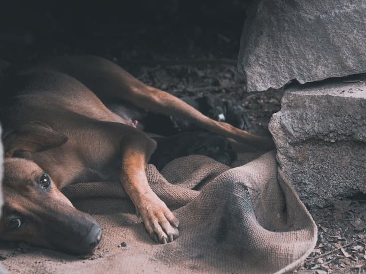 Senado propone declarar el “Día Nacional de la Adopción Responsable de Animales de Compañía”