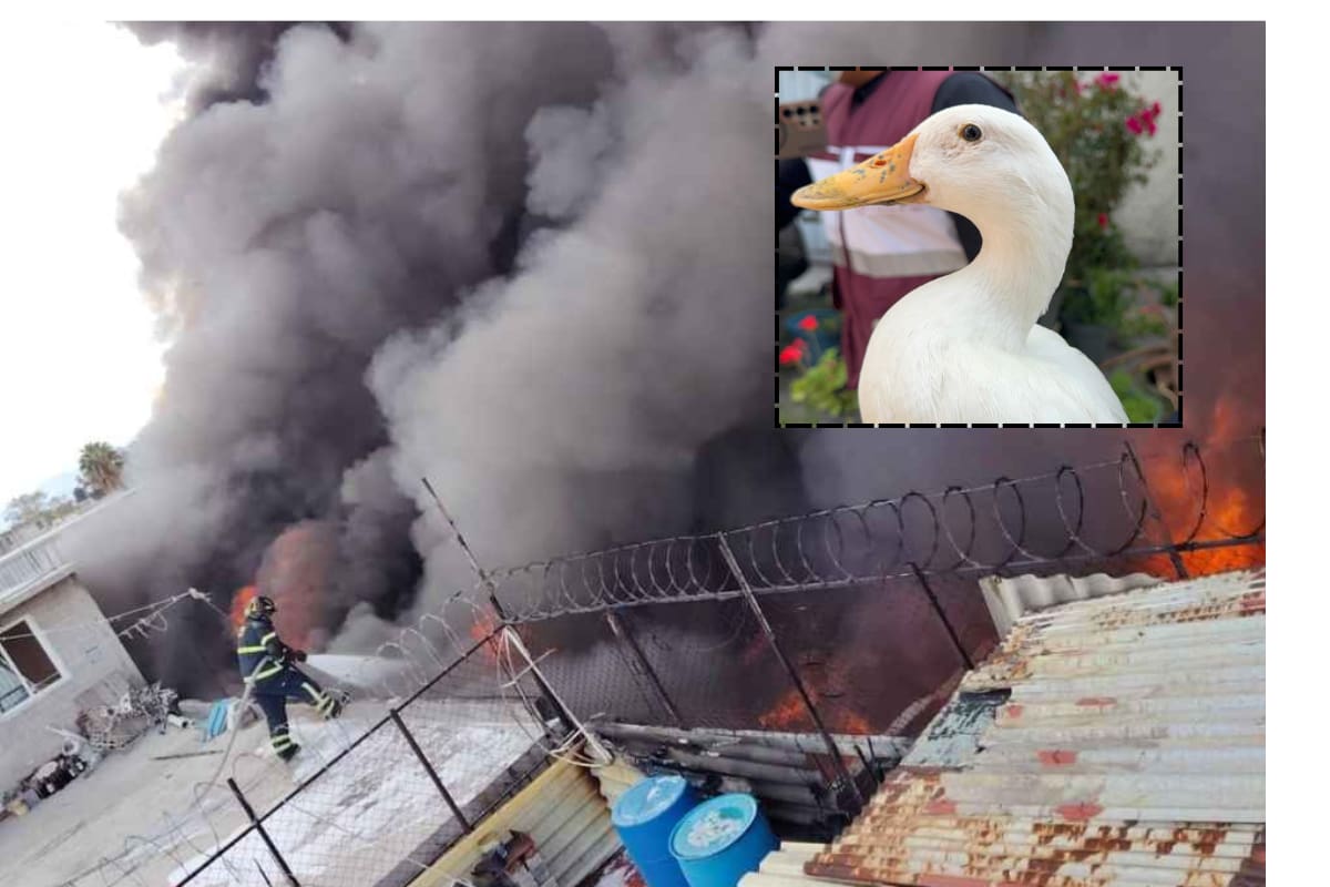 Incendio en CDMX deja un rescate inesperado: un pato a salvo
