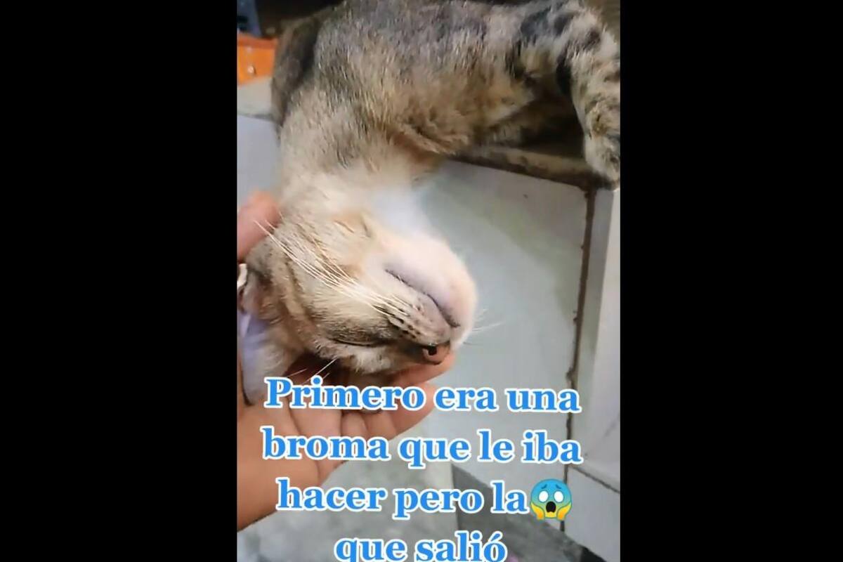 VIDEO TIKTOK: Gatito se queda dormido y su dueña piensa que está "muerto"