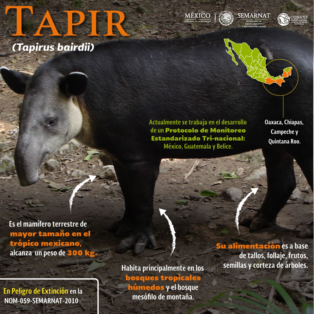 Infografía sobre el tapir centroamericano de la Comisión Nacional de Áreas Naturales Protegidas. | Crédito: Conanp